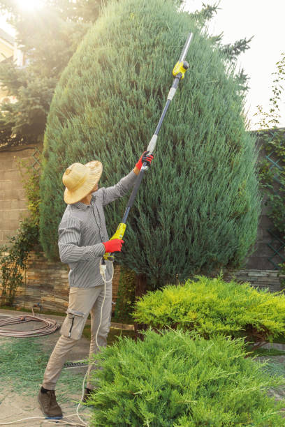 Leaf Removal in Limestone, IL